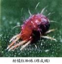 How to control sweet-scented osmanthus citrus red spider