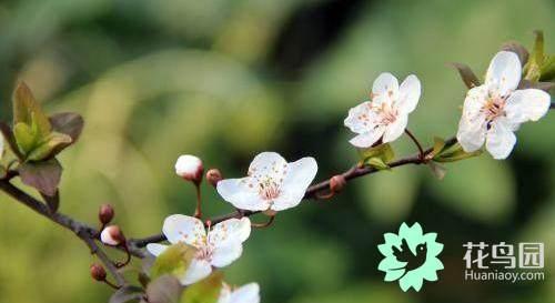 These five kinds of flowers are the last to be heated in summer. let's see if you have raised them.