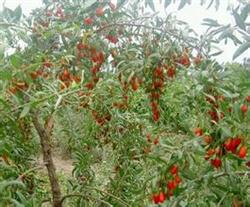 Soil fertilizer management of Lycium barbarum