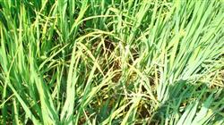 How to prevent and cure rice virus disease?