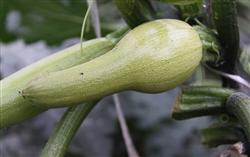 What causes the abnormal fruit of zucchini?