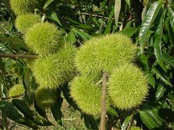 How to fertilize chestnut scientifically?