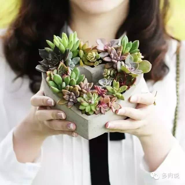 How do succulent plants spend the summer? Control the hand and control the water.