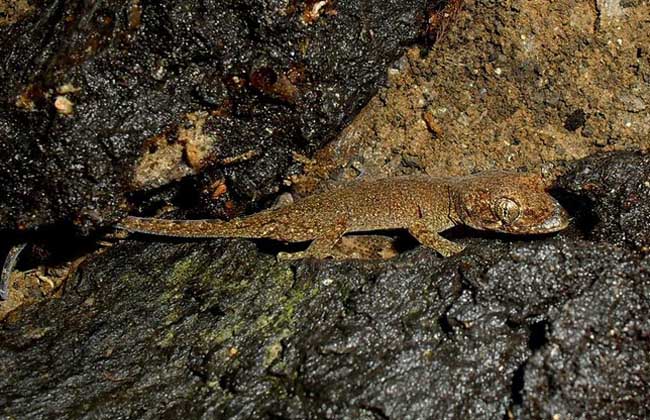 Medicinal value of gecko