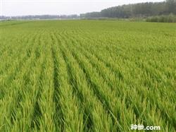 How to cultivate Rice well