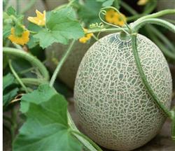 Where is it suitable to grow cantaloupe and how to plant it?