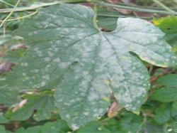 Which diseases and insect pests should be controlled when planting balsam pear?