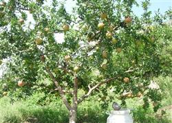 Why should pomegranate trees be pruned in summer?