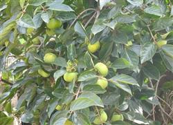 How to manage persimmon trees in summer?