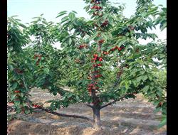 What should you pay special attention to when planting sweet cherries in summer and autumn?