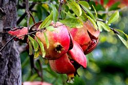 How to prevent pomegranate cracking?