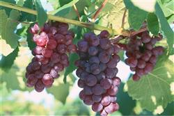 How to fertilize grapes in summer can make grapes sweeter?