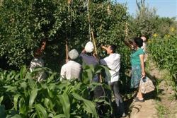 How to trim apricot trees in summer?