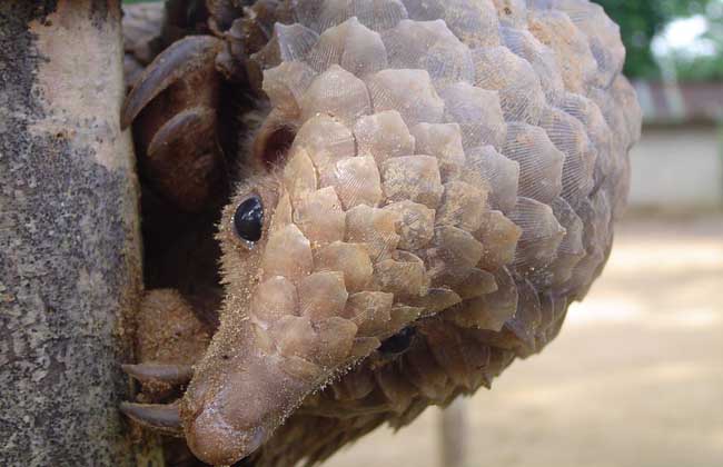 Medicinal value of pangolin