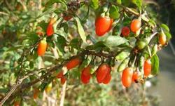 How to prevent and cure black fruit disease of Chinese wolfberry