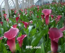 How to manage colorful calla lilies?