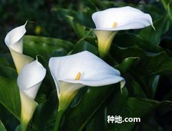 What is calla lily? How to plant