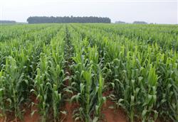 How to use chemical weeding to grow corn in summer?