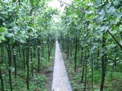 Three-dimensional cultivation of Ginkgo biloba auricula