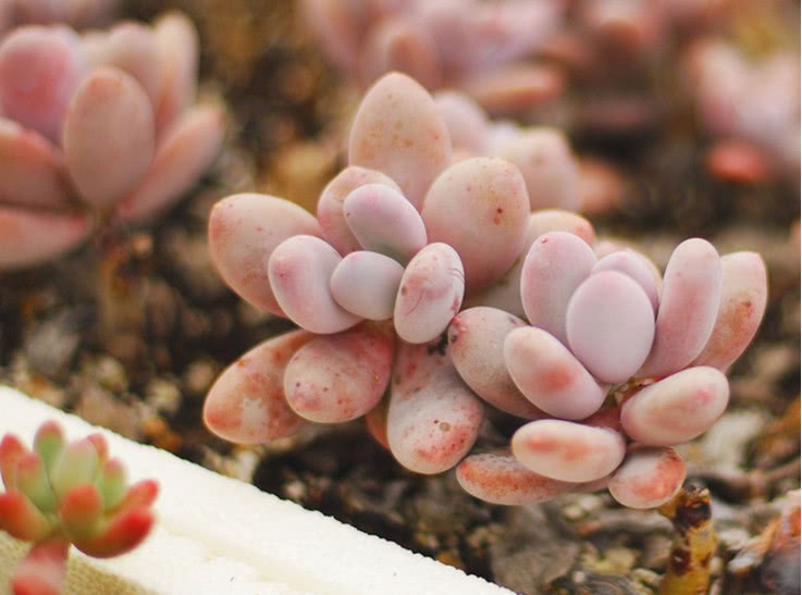 All 17 beauties in the succulent plant circle are here. Do you know any other beauties?