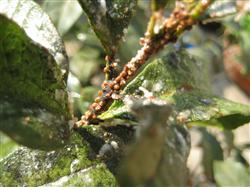 How to control scented osmanthus scale insects