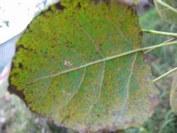 Identification and Control of Black spot of Poplar