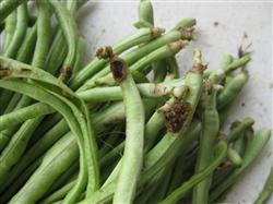 How to control heart worms by planting beans?