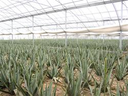 Sharing: cultivation techniques of aloe in greenhouse