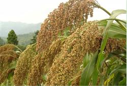 How to plant pearl sorghum for high yield