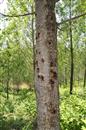 Fertilization technique of Poplar