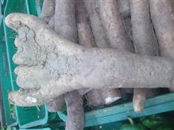 How to prevent the deformity of yam?