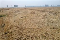 How to harvest wheat lodging?