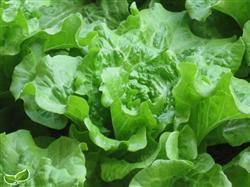 How to manage growing lettuce in summer?