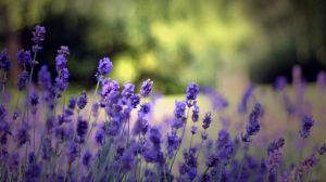 Aromatherapy effect of lavender essential oil