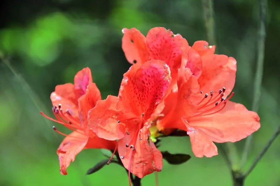 Culture methods and matters needing attention of Rhododendron in Belgium