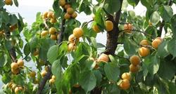 How to fertilize apricot trees can produce high yield?