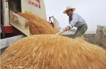 Although wheat has stabilized recently, it is expected to continue to rise in the later stage. Farmers with grain reserves can wait.