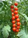 Cherry tomato planting: how to manage each stage of growing small tomatoes?