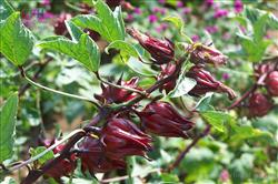 Key points of cultivation techniques of Roselle