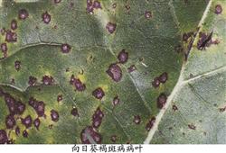 How to prevent and cure sunflower brown spot?