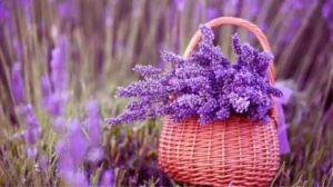 Lavender blooms from a few months to a few months