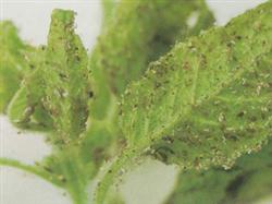 How to control the main diseases and insect pests of sesame?