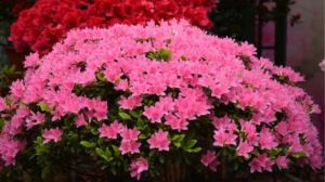 Flowering stage of rhododendron