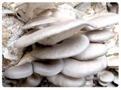 Skillful treatment of mixed bacteria of Pleurotus ostreatus covered with sediment