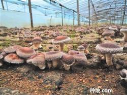 How to grow Lentinus edodes?