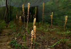 Causes of character degradation of Gastrodia elata and its control