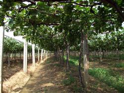 How to prune Jufeng grapes in summer?