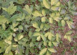 Diagnosis and treatment of peony yellow leaf disease