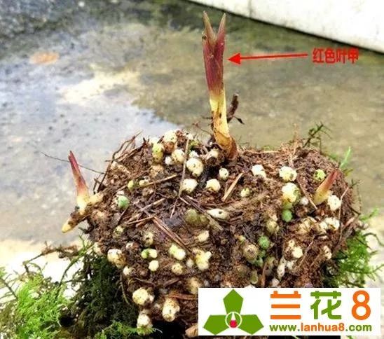 Dig up a rare orchid for 300 yuan. Do you want to sell it or not?