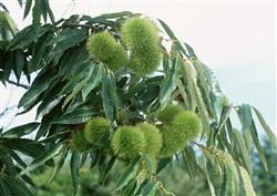 What are the varieties of Chinese chestnut?